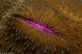   Mushroom Coral  